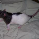 Millie - Rat